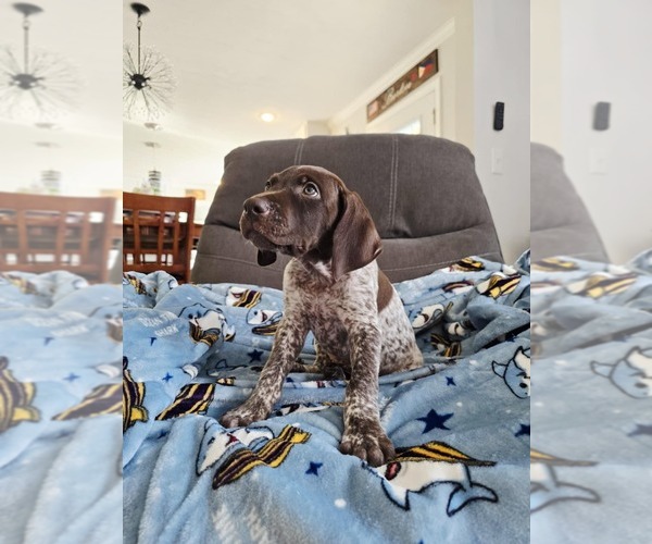 Medium Photo #13 German Shorthaired Pointer Puppy For Sale in COLUMBIA, KY, USA