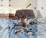 Small #12 German Shorthaired Pointer
