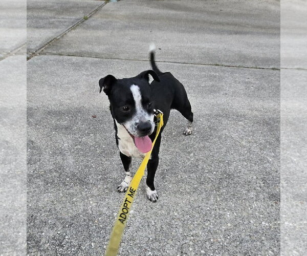 Medium Photo #2 Jack Chi Puppy For Sale in Virginia Beach, VA, USA