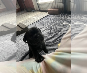 Frenchie Pug Puppy for sale in BLOOMINGTON, IL, USA