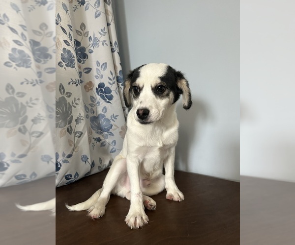 Medium Photo #3 Cockapoo (Miniature) Puppy For Sale in DURHAM, CT, USA