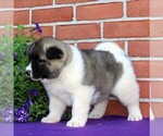 Small Photo #7 Akita Puppy For Sale in DRUMORE, PA, USA