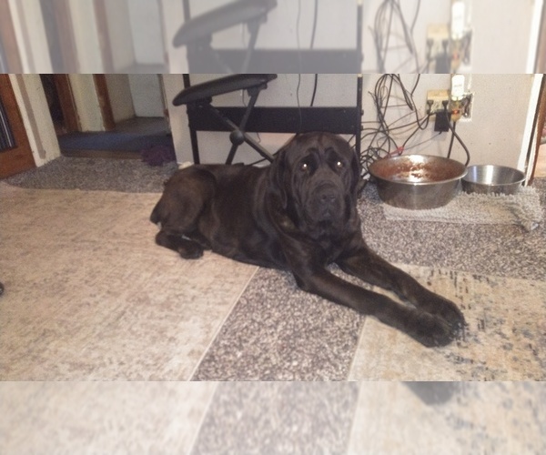 Medium Photo #12 Cane Corso Puppy For Sale in MEDARYVILLE, IN, USA