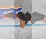 Small Photo #297 Yorkshire Terrier Puppy For Sale in AKRON, OH, USA