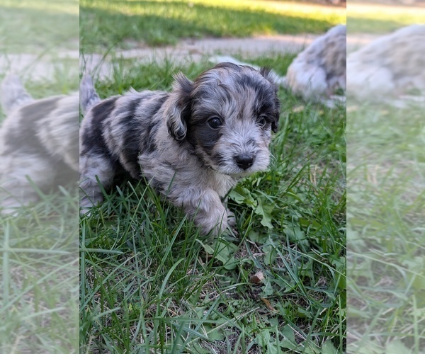 Medium Photo #6 Aussiedoodle Miniature  Puppy For Sale in SPIRIT LAKE, ID, USA