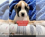 Small Photo #6 Boxer Puppy For Sale in CITRUS HEIGHTS, CA, USA