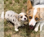 Puppy Earl Pembroke Welsh Corgi