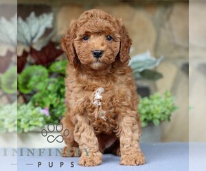 Cavapoo Puppy for sale in EAST EARL, PA, USA