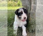 Image preview for Ad Listing. Nickname: Willow