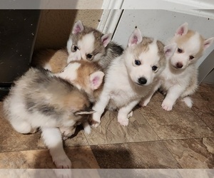 Siberian Husky Puppy for sale in MANOR, TX, USA