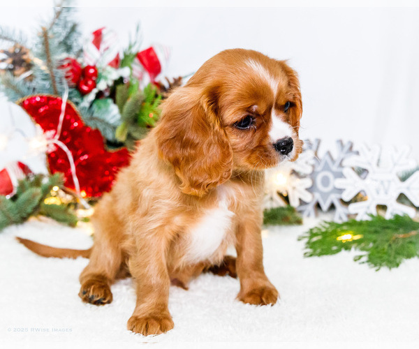 Medium Photo #8 Cavalier King Charles Spaniel Puppy For Sale in WAKARUSA, IN, USA