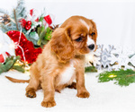Small Photo #46 Cavalier King Charles Spaniel Puppy For Sale in WAKARUSA, IN, USA