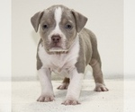 Small Photo #3 American Bully Puppy For Sale in JEFFERSON CITY, MO, USA