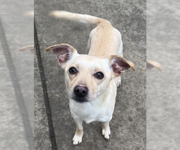 Medium Photo #1 Chihuahua-Unknown Mix Puppy For Sale in Sacramento, CA, USA