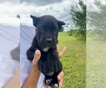 Small #1 Cane Corso