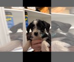 Small Photo #7 Dachshund-Unknown Mix Puppy For Sale in Holly Springs, NC, USA