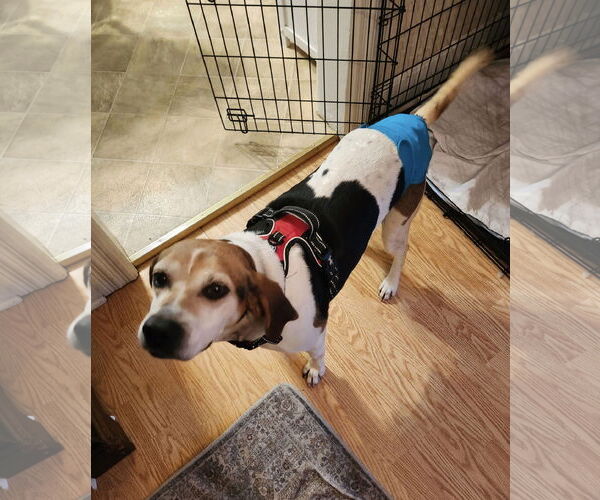 Medium Photo #8 Mutt Puppy For Sale in Westwood, NJ, USA