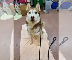 - Mix Dogs for adoption in Ogden, UT, USA