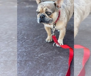 French Bulldog Puppy for sale in SAN CLEMENTE, CA, USA