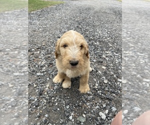 Goldendoodle Puppy for sale in THOMASVILLE, NC, USA