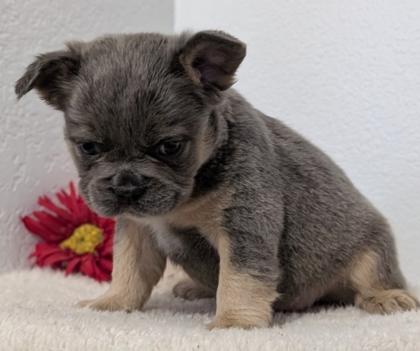 Medium Photo #68 French Bulldog Puppy For Sale in GOSHEN, IN, USA