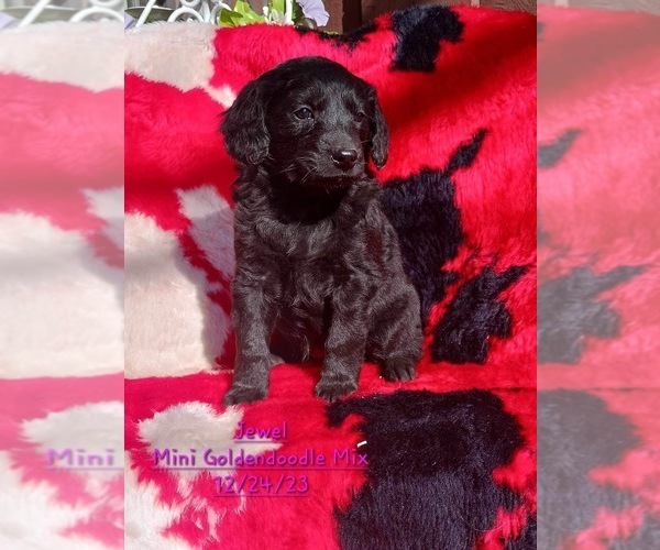 Medium Photo #9 Goldendoodle (Miniature) Puppy For Sale in TOPEKA, IN, USA