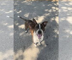 Small #1 Mutt