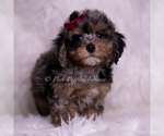 Small Photo #15 Poodle (Miniature) Puppy For Sale in WARSAW, IN, USA