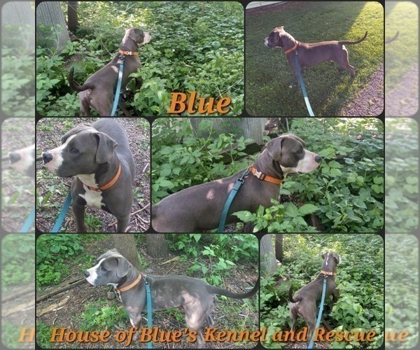 Medium Photo #1 American Pit Bull Terrier Puppy For Sale in DELAWARE, OH, USA