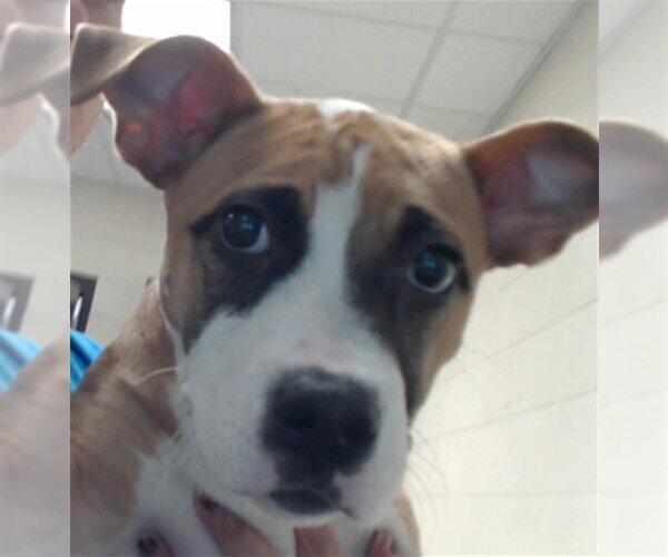 Medium Photo #1 Labrador Retriever-Unknown Mix Puppy For Sale in Fayetteville, NC, USA