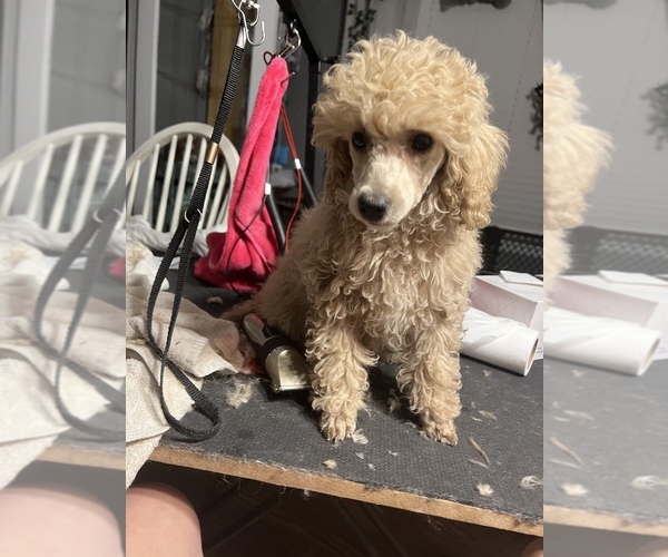 Medium Photo #27 Poodle (Toy) Puppy For Sale in LONG GROVE, IL, USA