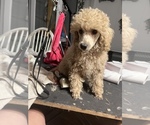 Small #26 Poodle (Toy)