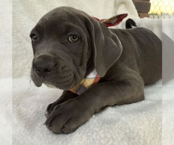 Medium Photo #7 Mutt Puppy For Sale in Goodyear, AZ, USA