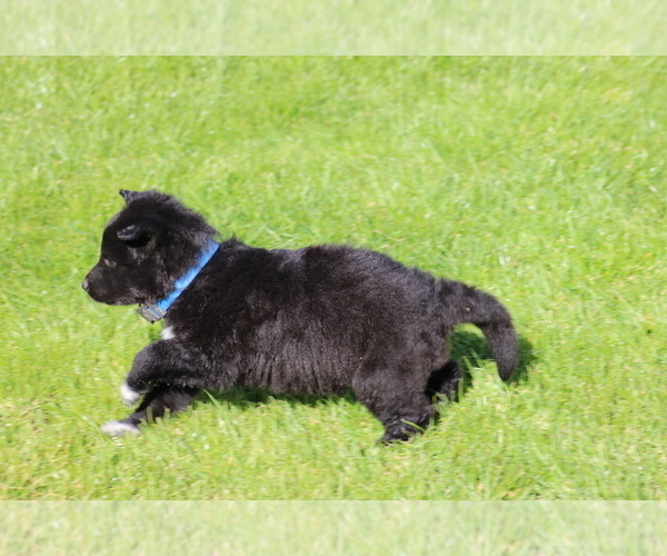 Medium Photo #3 Border Collie-Swiss Shepherd Mix Puppy For Sale in ELOY, AZ, USA