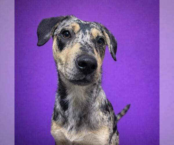 Medium Photo #1 Catahoula Leopard Dog-Unknown Mix Puppy For Sale in Redlands, CA, USA