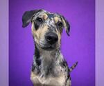Small Catahoula Leopard Dog Mix