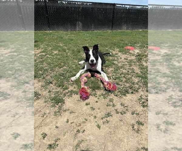 Medium Photo #2 Mutt Puppy For Sale in Evansville, IN, USA