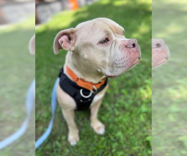 Medium Photo #2 Bulldog-Unknown Mix Puppy For Sale in Matawan, NJ, USA