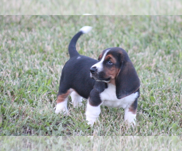 Medium Photo #43 Basset Hound Puppy For Sale in MEMPHIS, MO, USA