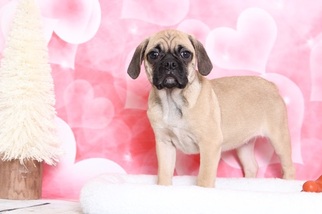 Puggle Puppy for sale in BEL AIR, MD, USA