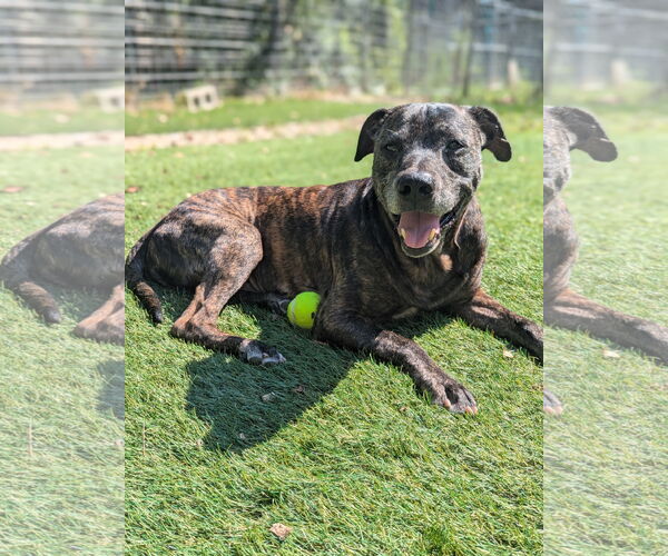 Medium Photo #3 Mutt Puppy For Sale in Calhoun, GA, USA