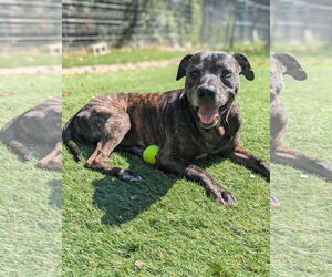 PawPaw Frazier - Male Mutt Dog for Adoption - Photo #3