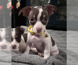 Chihuahua-Unknown Mix Dogs for adoption in Brooklyn, NY, USA