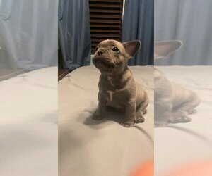 French Bulldog Puppy for sale in BAKERSFIELD, CA, USA