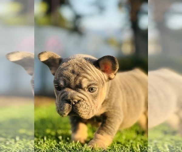 Medium Photo #17 French Bulldog Puppy For Sale in NEW YORK, NY, USA
