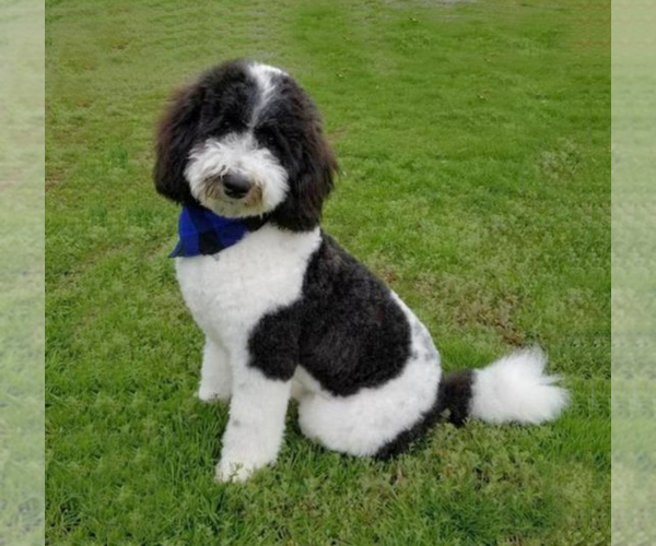 Medium Photo #1 Bernedoodle Puppy For Sale in COLUMBIA, MO, USA