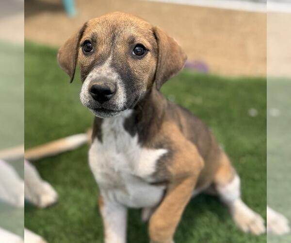Medium Photo #1 Mutt Puppy For Sale in San Diego, CA, USA