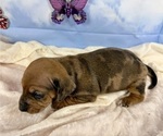 Small #4 Dachshund