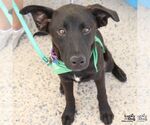 Small #2 Retriever  Mix