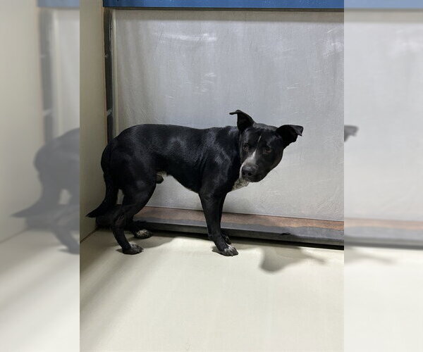 Medium Photo #1 Texas Heeler-Unknown Mix Puppy For Sale in Bakersfield, CA, USA